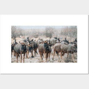 Blue Wildebeest Posters and Art